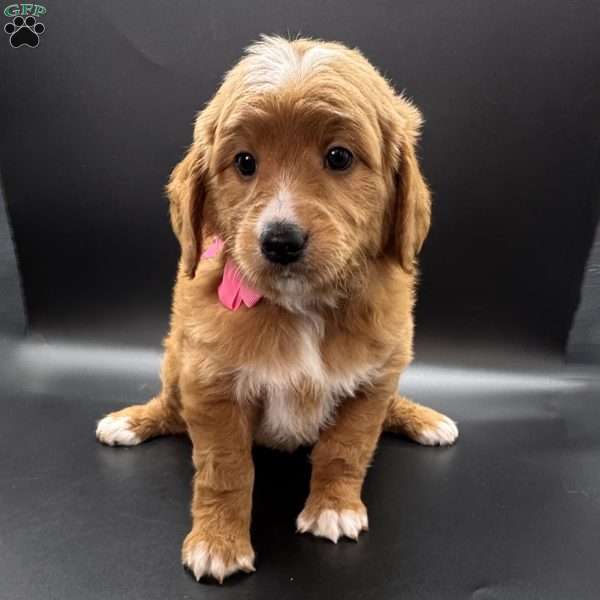 Cassie, Mini Goldendoodle Puppy